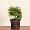 �ߺϡ�ɰ�ʤҤΤ��ˡ�����*����ʪ���ҥΥ���hinoki  bonsai �����ߺ�