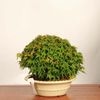 �ߺϡ���ɱ���ա�����*����ʪ ��ߤ�����ߥ���Acer momiji bonsai  �����ߺ�