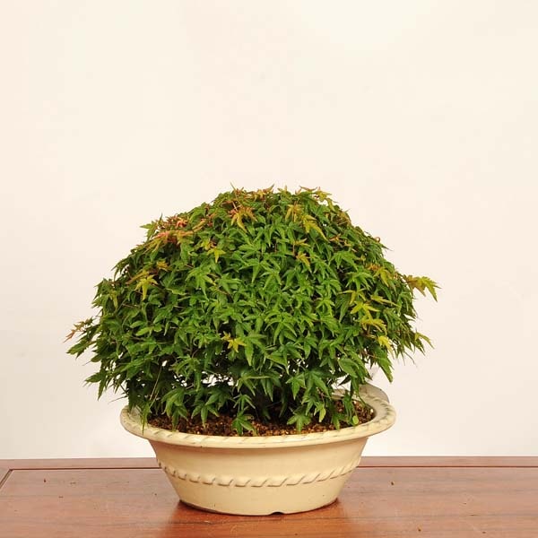 盆栽：清姫紅葉 現品*一点物 もみじ モミジ Acer momiji bonsai 中品