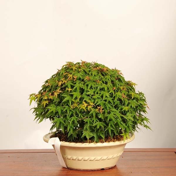 盆栽：清姫紅葉 現品*一点物 もみじ モミジ Acer momiji bonsai 中品