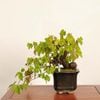 �ߺ� ����������ƺ�ʤ�ޤ֤ɤ��ˡ�����*����ʪ �֥ɥ� Vitis coignetiae Budou bonsai �����ߺ�