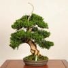 �ߺ� ������������ ����* ����Ѥ�������ѥ���Shinpaku bonsai �����ߺ�