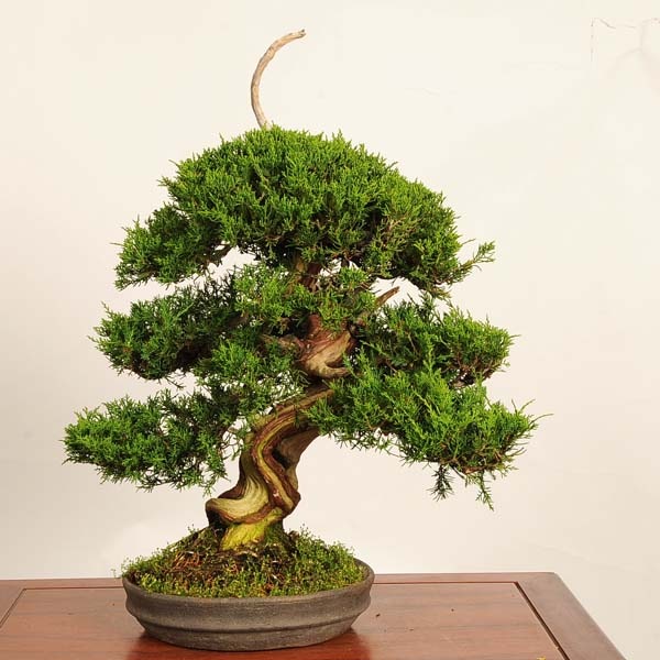 盆栽 特選：糸魚川真柏 現品* しんぱく シンパク Shinpaku bonsai 中品