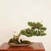 �ߺϡ��������������� ����* ����ʪ ����Ѥ�������ѥ� Sabina chinesis��Shinpaku bonsai �����ߺ�