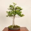 �ߺϡ��ٻΤ֤ʡʥ֥ʡ˸���*�� ����ʪ��Fagus crenata��Bunabpnsai �����ߺ�