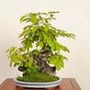 �ߺϡ����� ����ʤ��ʤ顦���ʥ������*����ʪ ���� Quercus serrata��konara  bonsai �����ߺ�