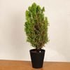 �����ߺϡ����⥳�Υƥ��������*����ʪ �ҥΥ��� ���˥ե��� ���� ���� �ߺ� bonsai 