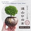 �¥���󡧥ߥ��ߺ� Ϣ���ҤΤ�*�ʿ��ھƤĤܤ�ȭ��ɰ�ҥΥ��ؤ����Ƥ�ȭ���� bonsai