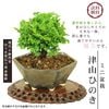 �ߥ��ߺϡ� �Ż��ҤΤ�*�ʸ��微ȭ��� ����(������)�椦��ϻ�Ѷ���ȭ��ɰ�ҥΥ��ؤ����Ƥ�ȭ���� bonsai