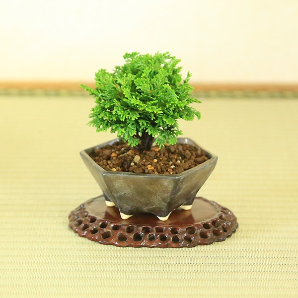 ミニ盆栽： 津山ひのき*（現代小鉢作家 祥石(二代目)ゆうき六角金釉鉢