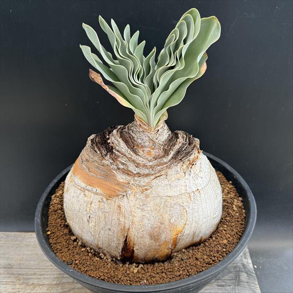 ���ò��������ǥå������֡��ե��󡡥ϥ��ޥ󥽥��ǥ�*����14cm�����ʡ����ʸ¤ꡡ��ȯ����