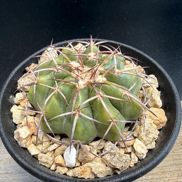 ���ܥƥ󡧥ǥ�������������������*��5.5cm