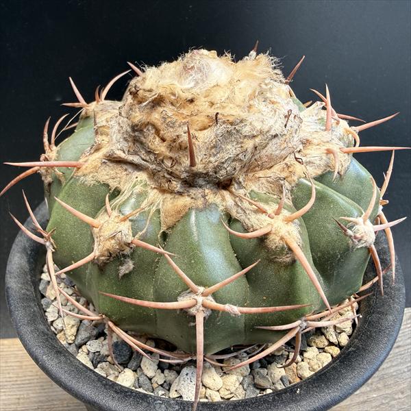 ���ܥƥ󡧥ǥ���������������������ƥ�����µ�ĥ�*��10cm�����ʡ����ʸ¤�