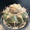 ���ܥƥ󡧥ǥ���������������������ƥ�����µ�ĥ�*��10cm�����ʡ����ʸ¤�