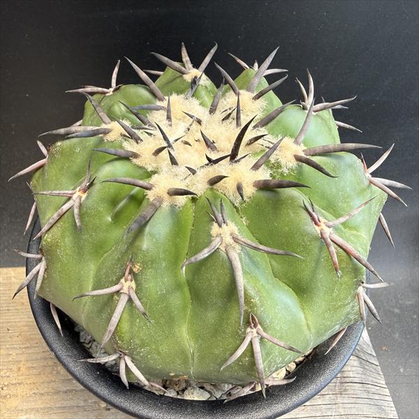 ���ܥƥ󡧥ǥ���������������������ƥ�����µ�ĥ�*��12cm�����ʡ����ʸ¤�
