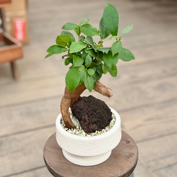 観葉植物：ガジュマル 石付き 鉢植え 受皿付*松帆S | すべての商品