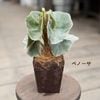 �ʼ����٤ޤ� ���տ�ʪ���٥��˥� �����ݥå� ȭ����*�����䥷���� �٥Ρ��� ����ॿ����