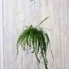 ���տ�ʪ���������󥿥� ����������*������������ Adiantum caudatum 5���ߤ�ȭ