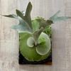 ���տ�ʪ���ӥ������� ��������� ���� TC ���դ�*P. 'Ginka' ���ʤ��Ϥ�