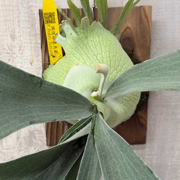 観葉植物：ビカクシダ コウモリラン ペドロタツタ 板付け*P. Pedro