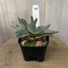���տ�ʪ���ӥ������� ������󥭡� ���奨�� TC*willinckii 'Jewel' ���������