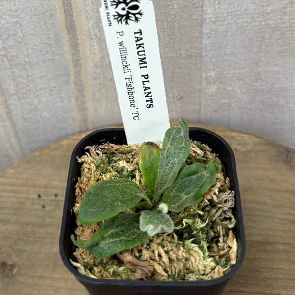 観葉植物：ビカクシダ ウィリンキー フィッシュボーン TC*willinckii