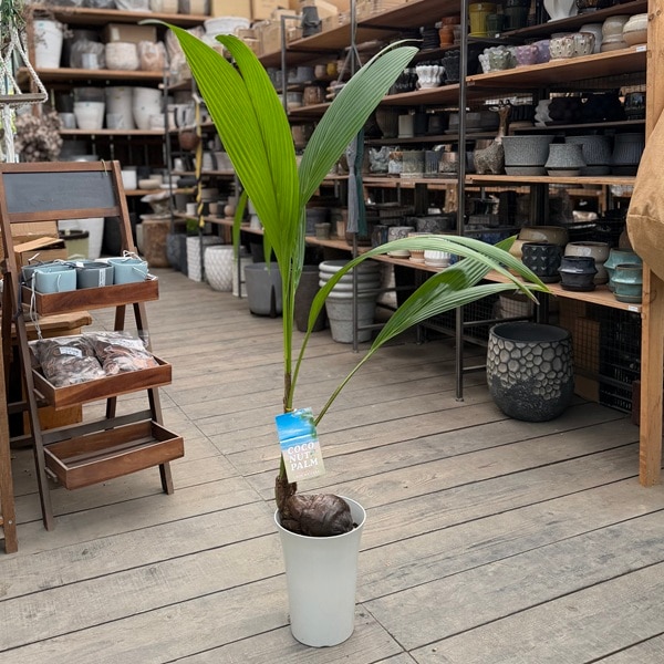 観葉植物：ココヤシ 鉢植え 白プラポット*ココナッツパーム ココ椰子