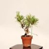 �ߺϡ����Ϲ���*���� ����ʪ �����ޤġ������ޥġ�Kuromatsu bonsai �ߥ��ߺ�