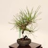 �ߺϡ����Ϲ���*���� ����ʪ �����ޤġ������ޥġ�Kuromatsu bonsai �ߥ��ߺ�