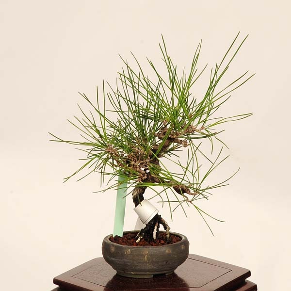 盆栽：三河黒松*現品 一点物 くろまつ クロマツ Kuromatsu bonsai ミニ