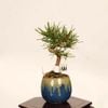 �ߺϡ����Ϲ���*���� ����ʪ �����ޤġ������ޥġ�Kuromatsu bonsai �ߥ��ߺ�
