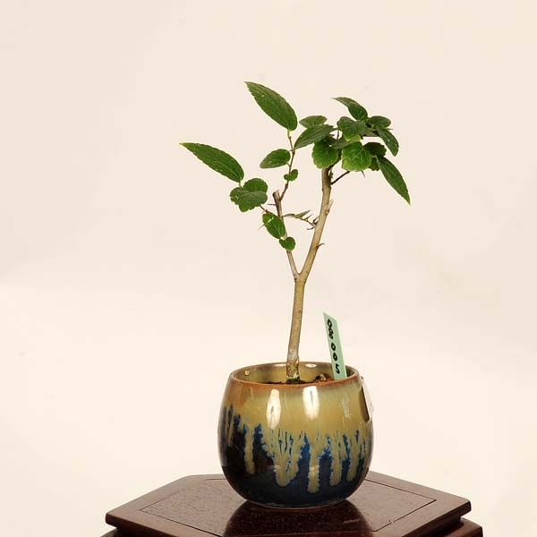 �ߺϡ���(���Τ�)*���� ����ʪ ���Υ� Celtis sinensis��Enoki bonsai �ߥ��ߺ�