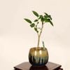 �ߺϡ���(���Τ�)*���� ����ʪ ���Υ� Celtis sinensis��Enoki bonsai �ߥ��ߺ�