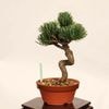 �ߺϡ����վ�*���� ����ʪ ���褦�ޤġ����襦�ޥġ�Goyoumatsu bonsai �����ߺ�