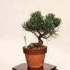 �ߺϡ����վ�*���� ����ʪ ���褦�ޤġ����襦�ޥġ�Goyoumatsu bonsai �����ߺ�