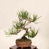 �ߺϡ��־��ʥ����ޥġ�*���� �����ޤ� Akamatsu bomsai Pinus densiflora �����ߺ�
