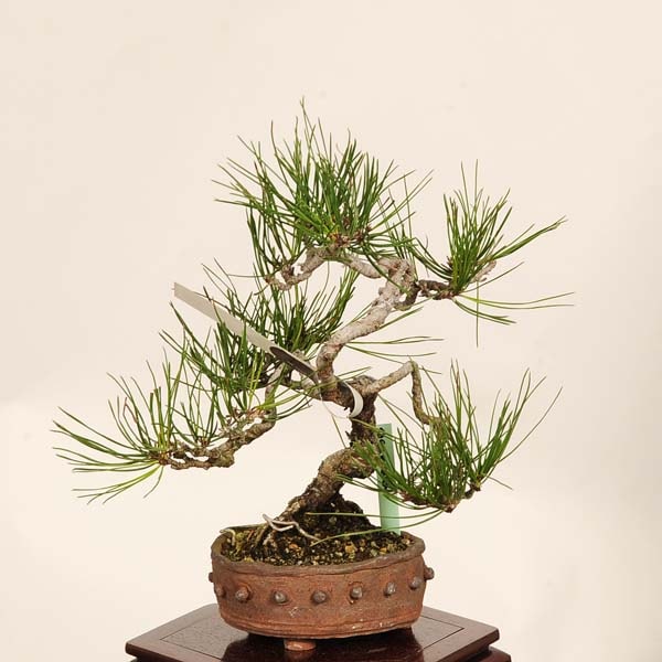 盆栽：赤松（アカマツ）*現品 あかまつ Akamatsu bomsai Pinus