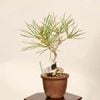 �ߺ� �����Ϲ���*���� ����ʪ �����ޤġ������ޥġ�Kuromatsu bonsai �����ߺ�