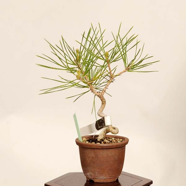 盆栽 ：三河黒松*現品 一点物 くろまつ クロマツ Kuromatsu bonsai