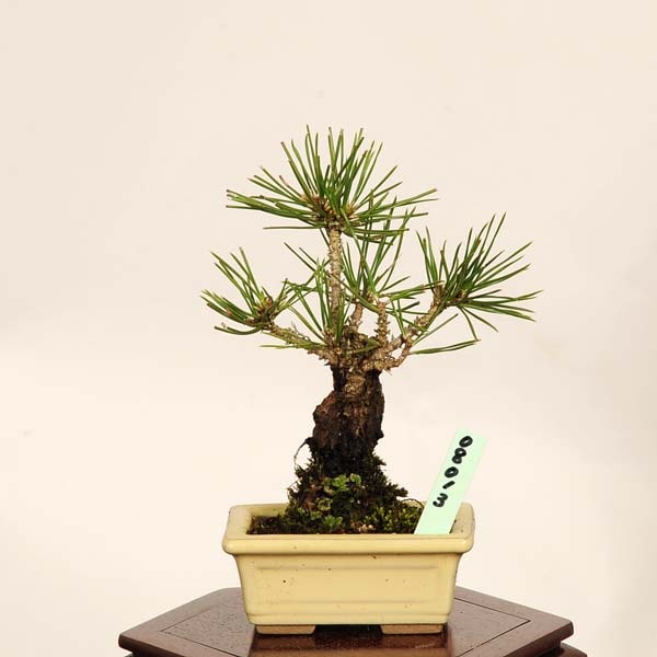 �ߺϡ��Ӿ�* ���� ����ʪ �ˤ����ޤ� �˥����ޥġ�nisikimatsu bonsai �����ߺ�
