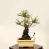 �ߺϡ��Ӿ�* ���� ����ʪ �ˤ����ޤ� �˥����ޥġ�nisikimatsu bonsai �����ߺ�