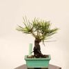 �ߺϡ��Ӿ�* ���� ����ʪ �ˤ����ޤ� �˥����ޥġ�nisikimatsu bonsai �����ߺ�