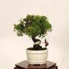 �ߺϡ������� ����* ����Ѥ�������ѥ� Sabina chinesis��Shinpaku bonsai �����ߺ�