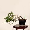 �ߺ� ������Ϸ���(ͥ��) ����*����ʪ �������  ���������Diospyros rhombifolia��rouyagaki bonsai �ߥ��ߺ�