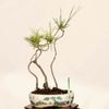 �ߺ� �����Ϲ���*���� ����ʪ �����ޤġ������ޥġ�Kuromatsu bonsai �����ߺ�