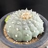 ���ܥƥ󡧥��ե��ե��顡�䴧�̡�����*��10.5��������ʡ����ʸ¤�