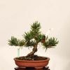 �ߺϡ��������������� ����ʪ*�����ޤġ������ޥ� Pinus thunbergii��Kuromatsu bonsai �����ߺ�