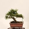 �ߺϡ��������������� ����ʪ*�����ޤġ������ޥ� Pinus thunbergii��Kuromatsu bonsai �����ߺ�