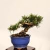 �ߺϡ��������������� ����ʪ*�����ޤġ������ޥ� Pinus thunbergii��Kuromatsu bonsai �����ߺ�