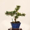 �ߺϡ��������������� ����ʪ*�����ޤġ������ޥ� Pinus thunbergii��Kuromatsu bonsai �����ߺ�
